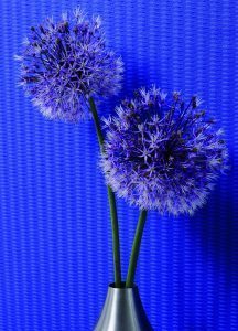 KARIM RASHID GLOBALOVE 55035