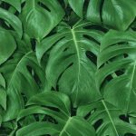 MANDALAY 441802 - Image 2