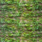 SIGNATURE KOREA 10203-1 - Image 2