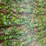 SIGNATURE KOREA 10203-1 - Image 3