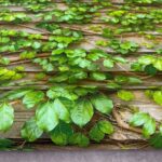 SIGNATURE KOREA 10203-1 - Image 5